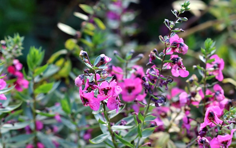 angelonia-angustifolia