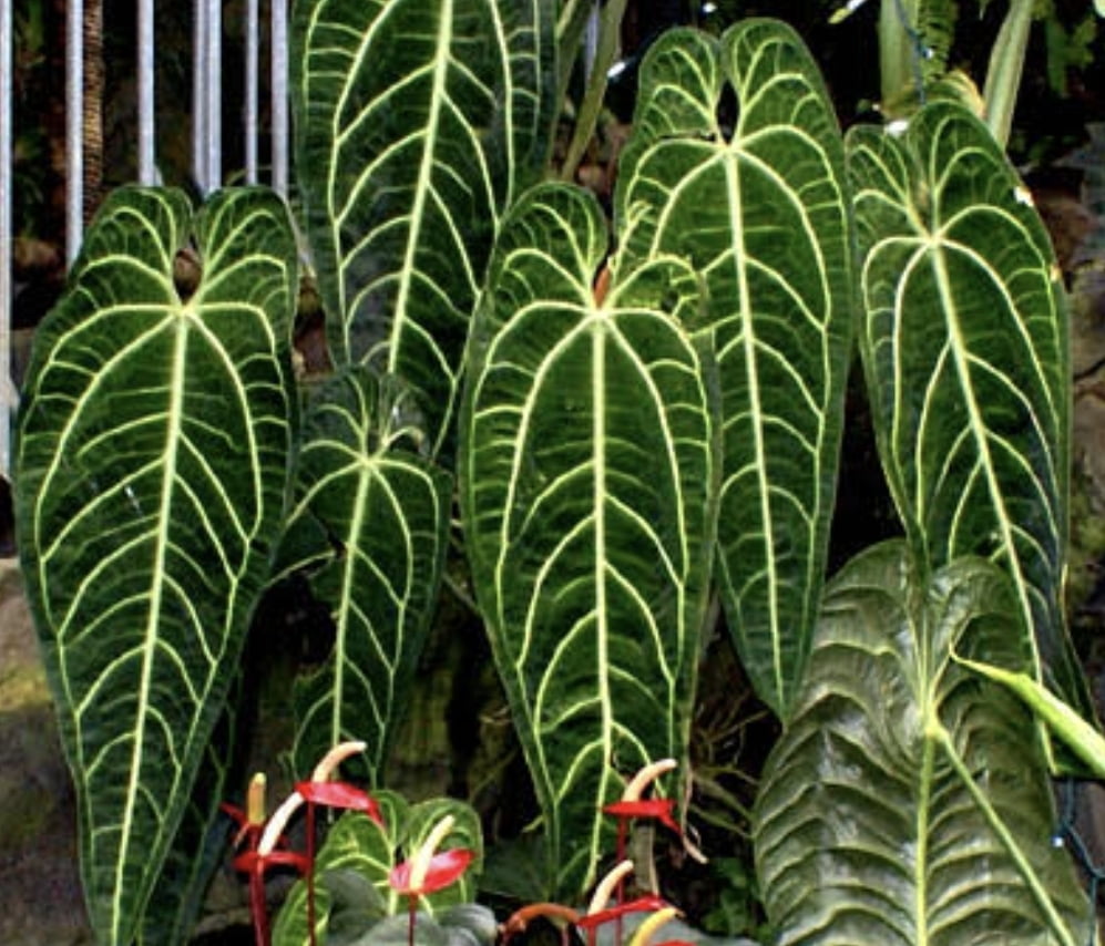 anthurium-warocqueanum