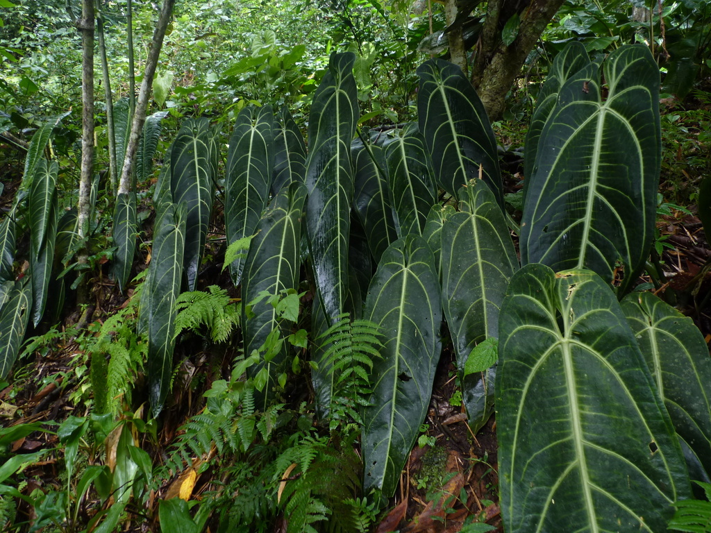 anthurium_warocqueanum_5