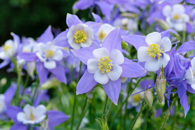 aquilegia-caerulea