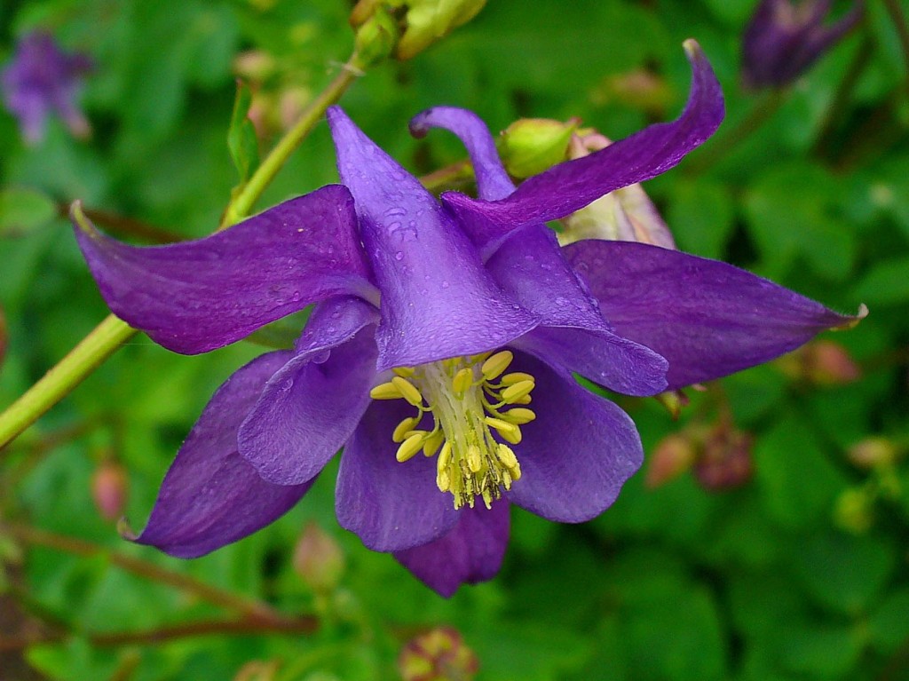 aquilegia-vulgaris