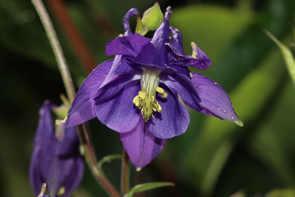 aquilegia-vulgaris