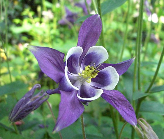 aquilegia