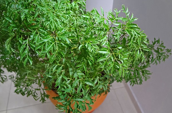 arvore-da-felicidade-polyscias-fruticosa-1-4