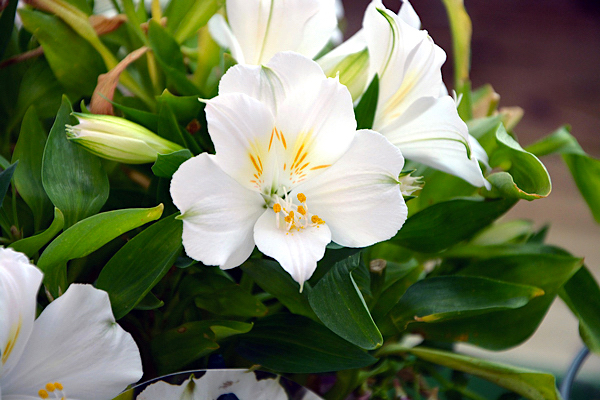 alstroemeria-hybrida