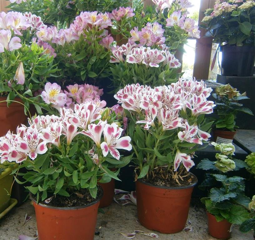 Saiba como cuidar de Astromélia (Alstroemerias hybridas) - PlantaSonya - O  seu blog sobre cultivo de plantas e flores