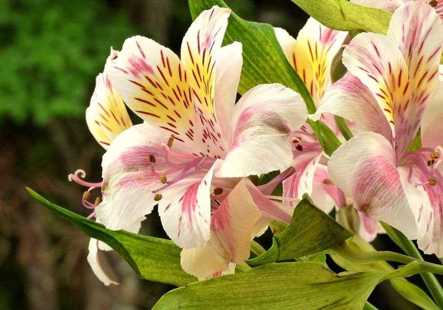 astromelia9