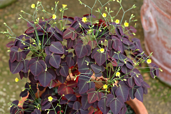 avenca-roxa-oxalis-hedysaroides-rubra-1-1