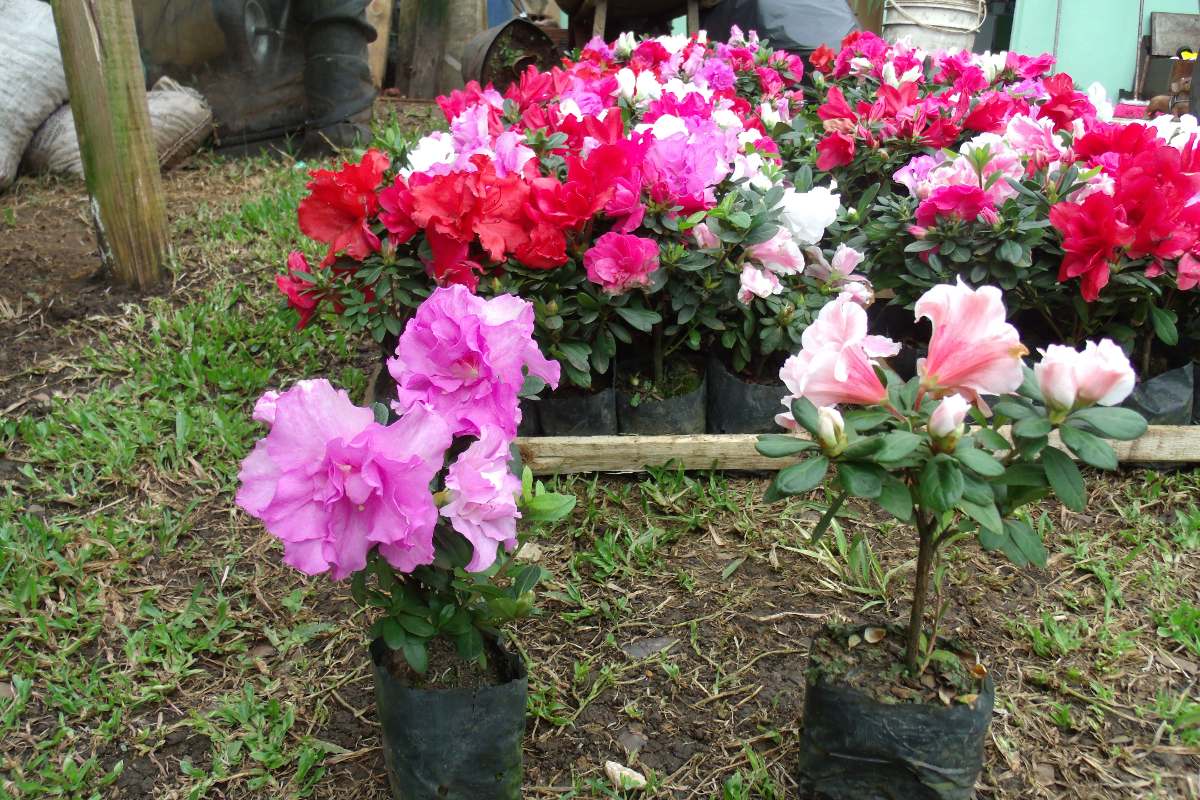 Quando plantar uma Azaleia - PlantaSonya - O seu blog sobre cultivo de  plantas e flores