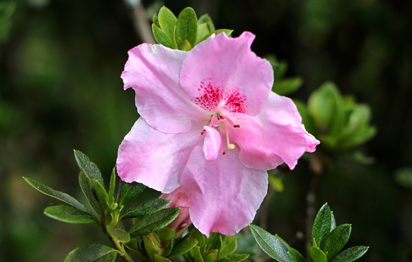 azaleia-rhododendron-simsii-1-9