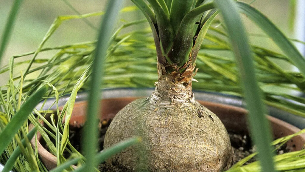 beaucarnea-recurvata-3