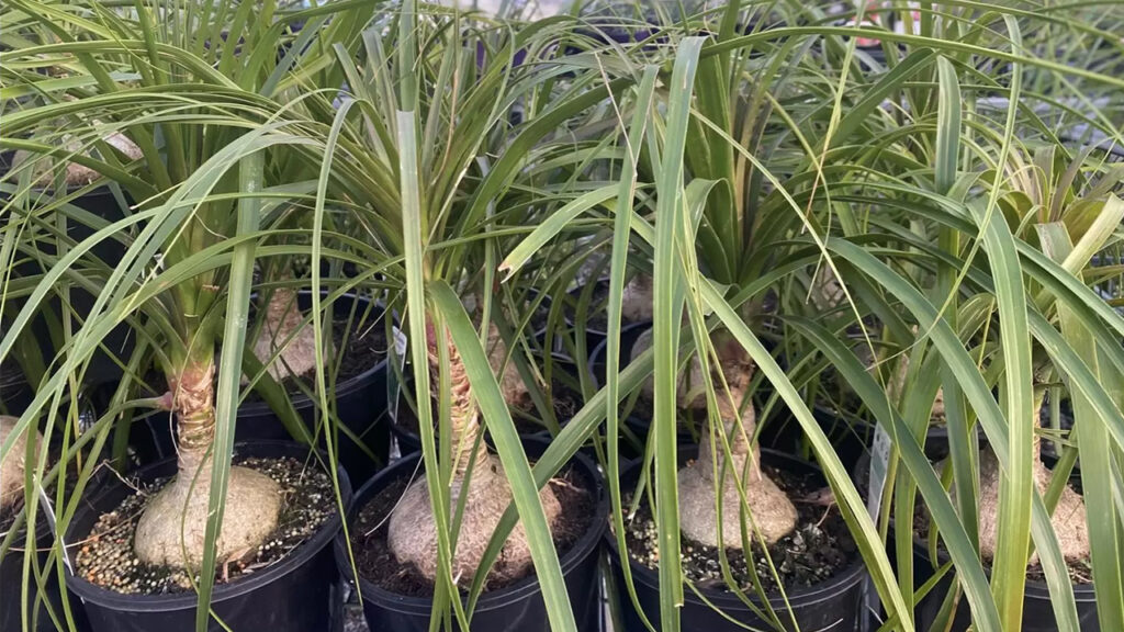 beaucarnea-recurvata