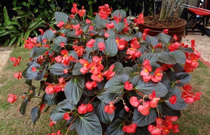 begonia cerosa