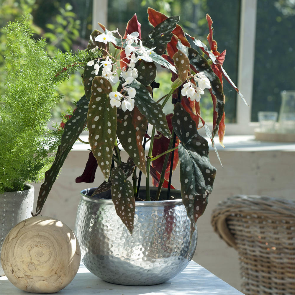 Cultivo da Begonia maculata - PlantaSonya - O seu blog sobre cultivo de  plantas e flores