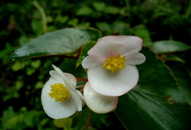 Características da Begônia-de-cera (Begonia cucullata) - PlantaSonya - O  seu blog sobre cultivo de plantas e flores