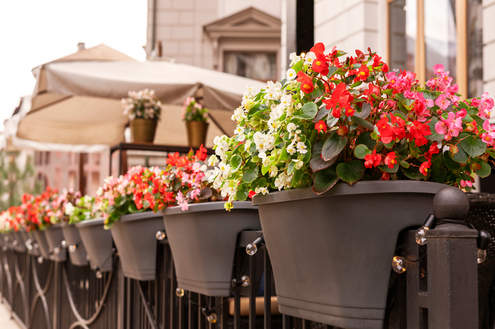 begonia-de-cera-