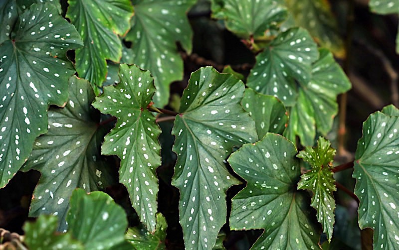 begonia-metalica