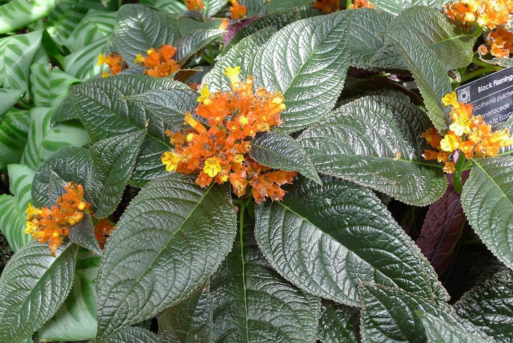 begonia negra (Medium)
