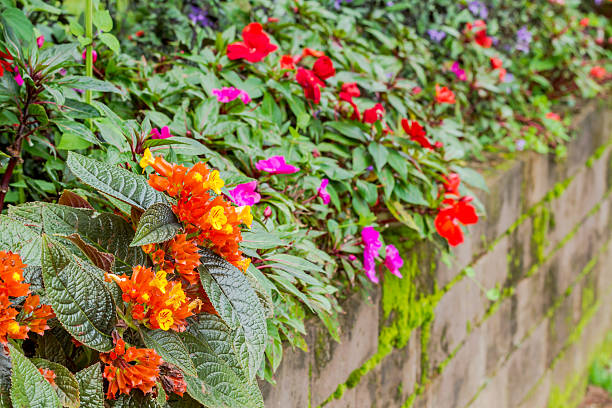 begonia negra