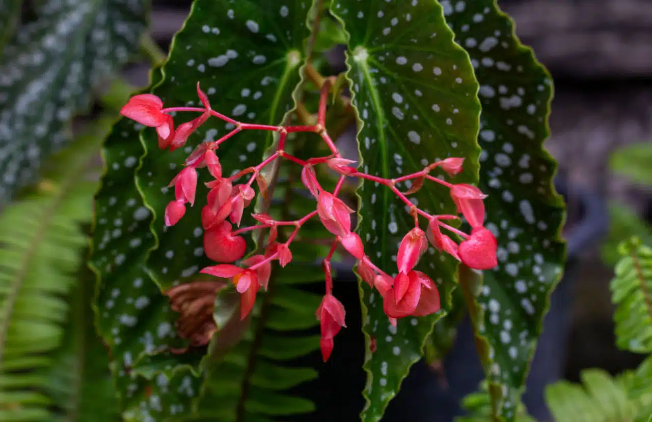 begonia.jpg