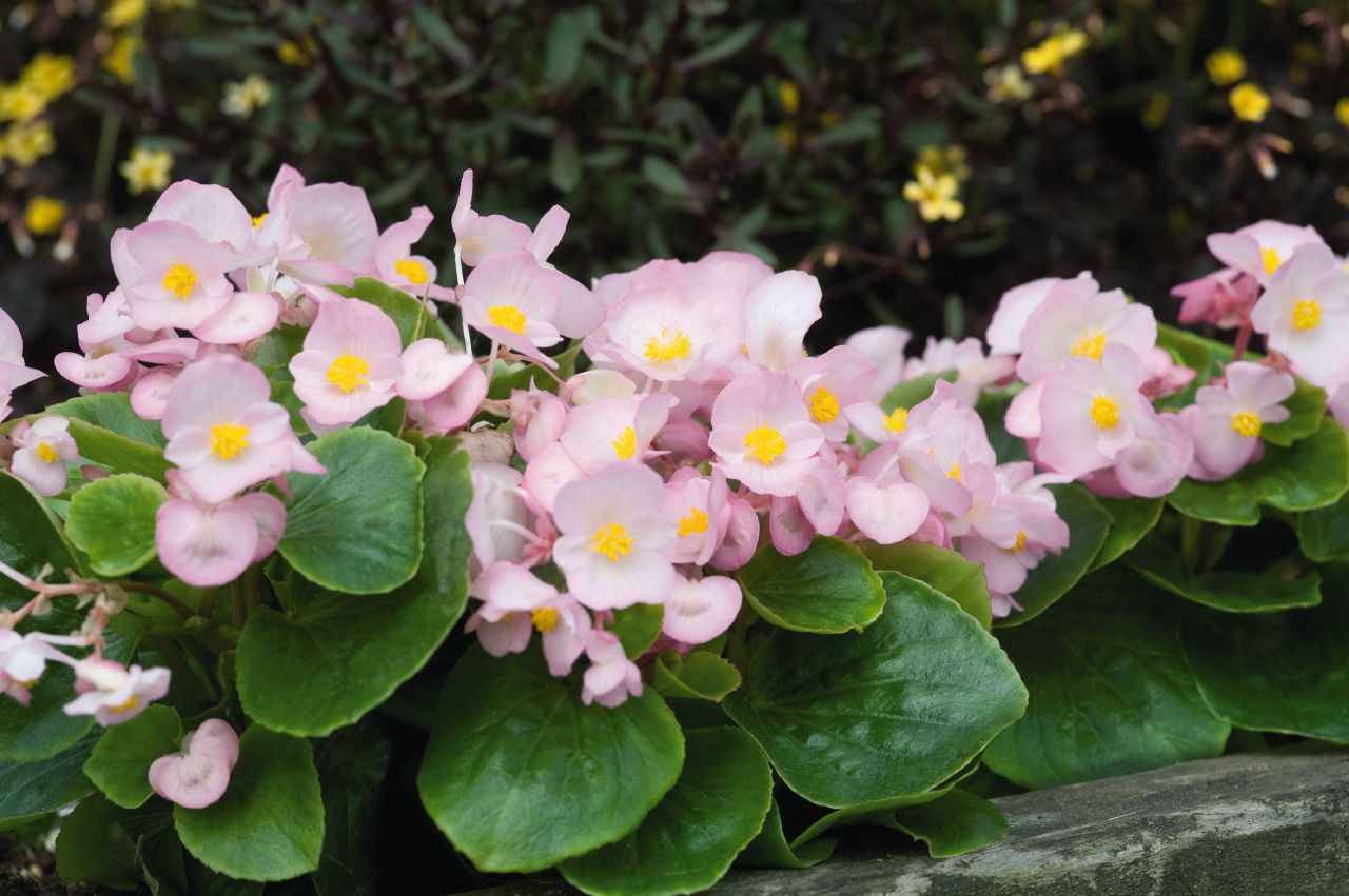 Características da Begônia-cerosa (Begonia Semperflorens) - PlantaSonya - O  seu blog sobre cultivo de plantas e flores