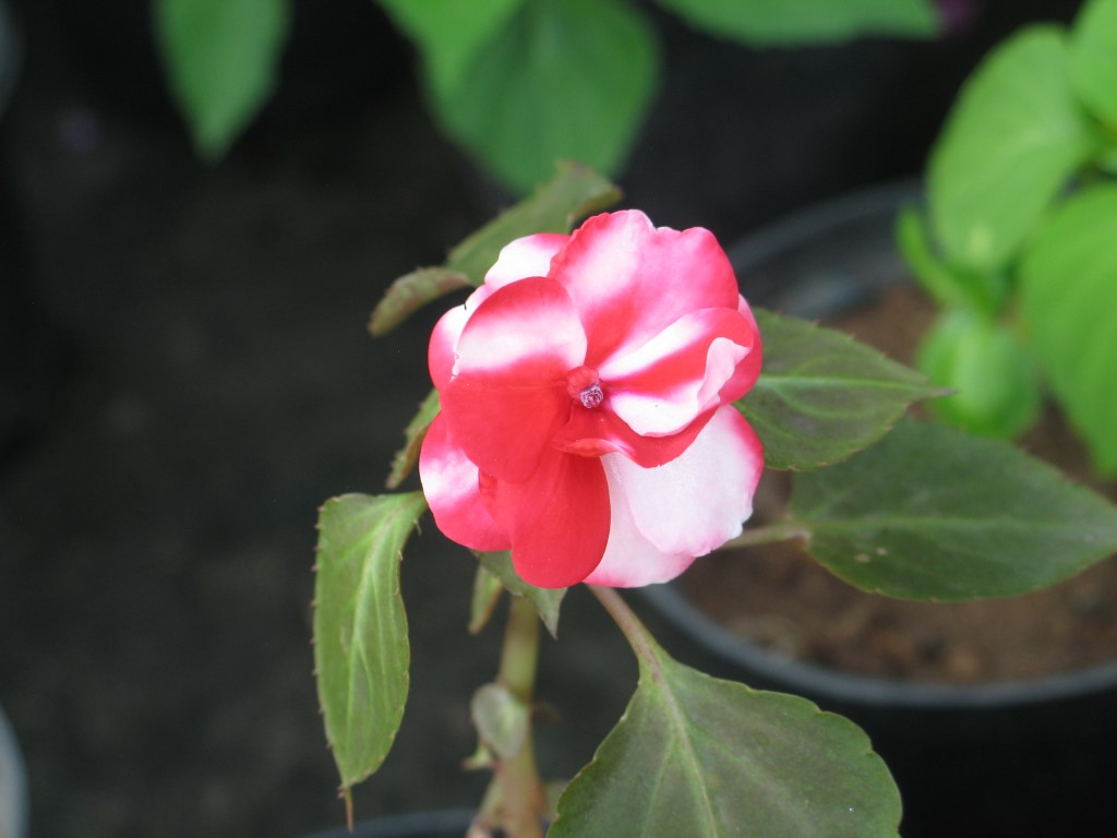 Como plantar e cuidar da planta Beijinho - PlantaSonya - O seu blog sobre  cultivo de plantas e flores