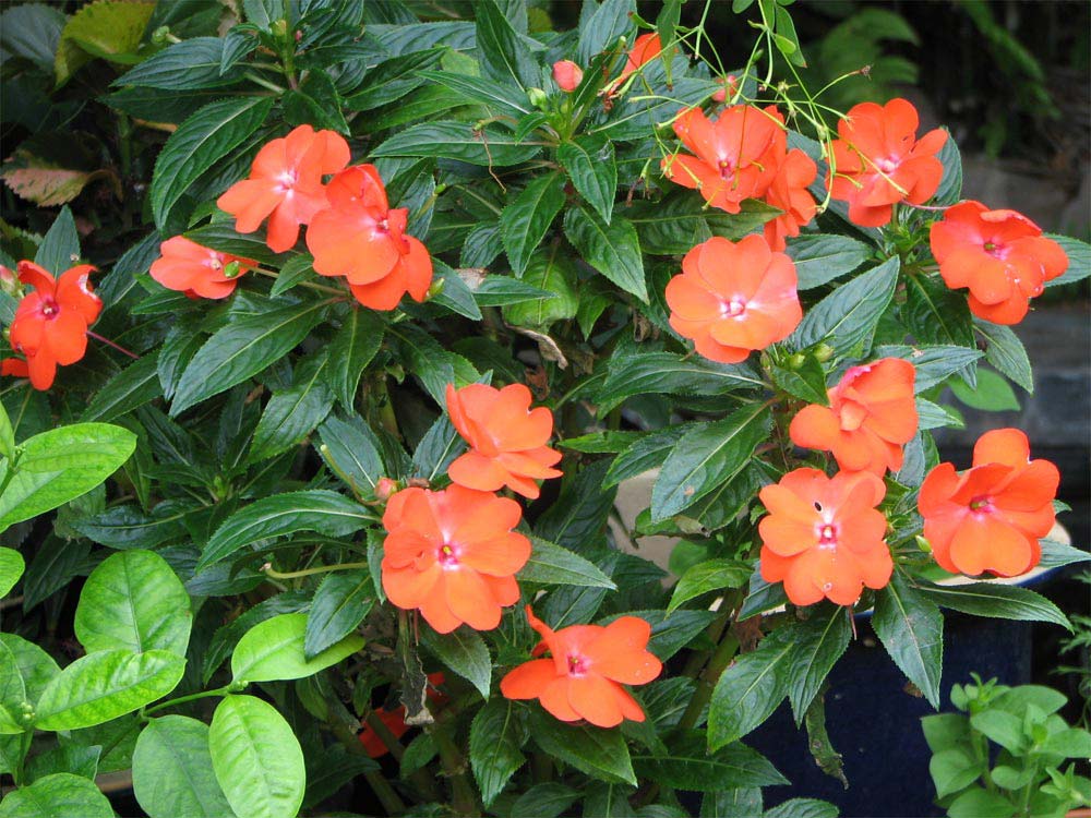 Como cuidar da flor Beijo-americano (Impatiens) - PlantaSonya - O seu blog  sobre cultivo de plantas e flores