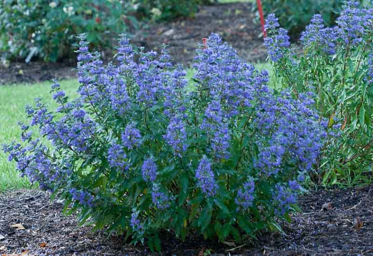 Caryopteris clandonensis 