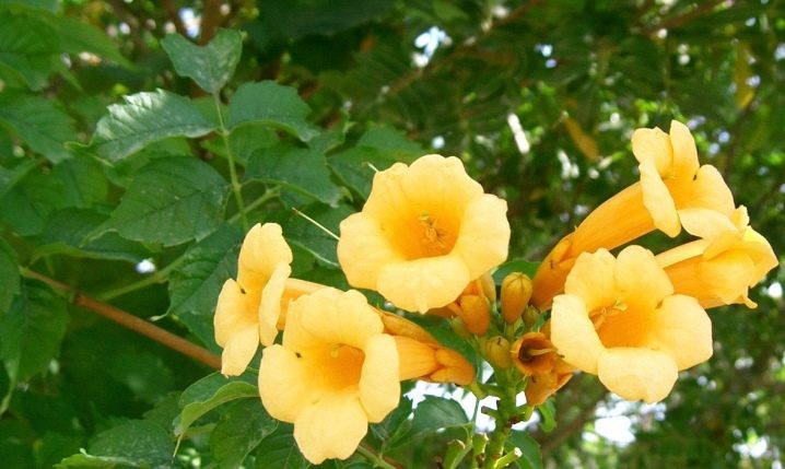 bignonia_radicans_flava