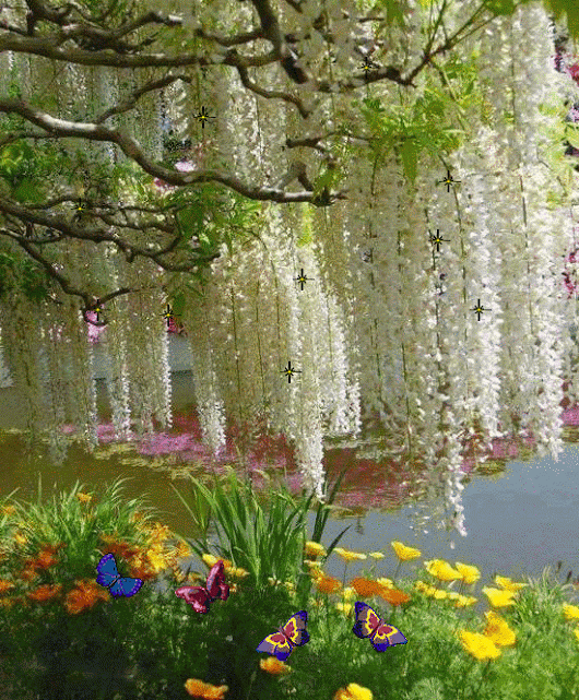 borboletas borboletas