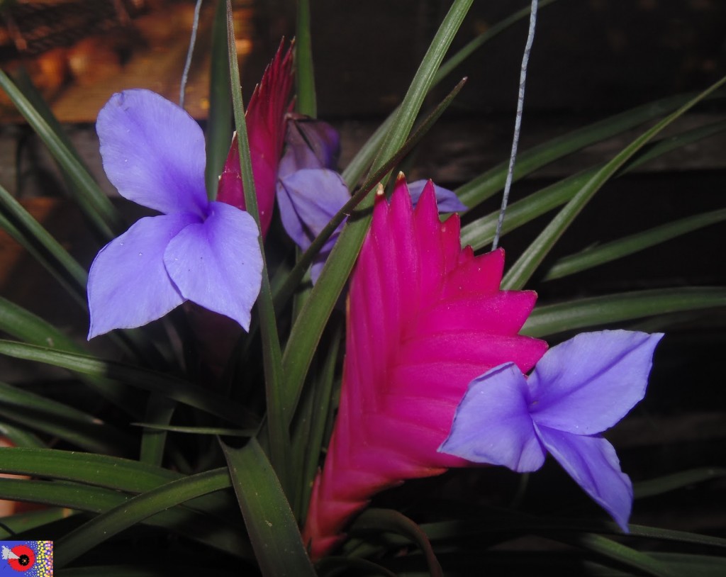 bromélia tillandsia6