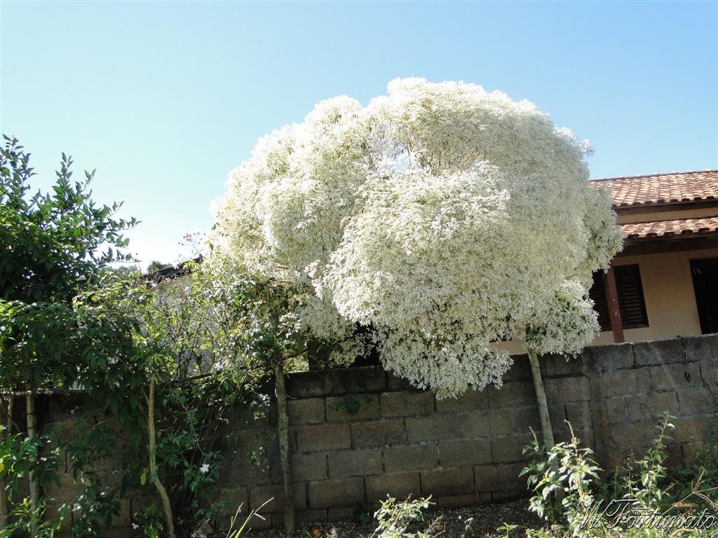 cabeleira de velho