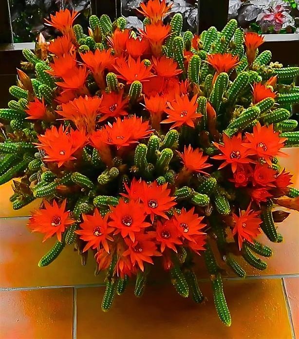 cacto amendoin (Medium)