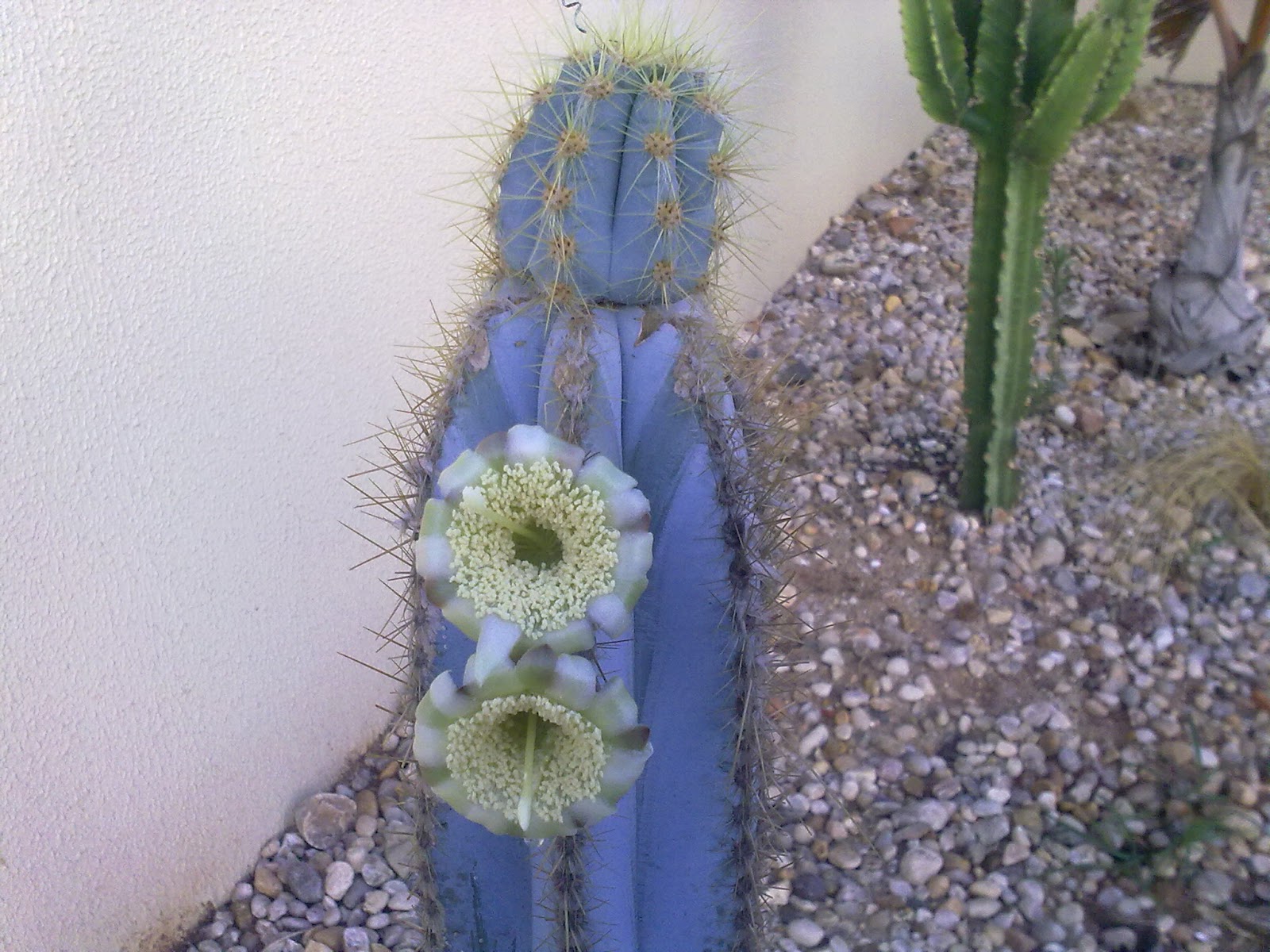 Características e cultivo do Cacto-azul (Pilosocereus pachycladus) -  PlantaSonya - O seu blog sobre cultivo de plantas e flores