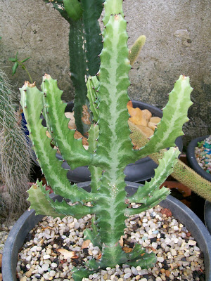 Como plantar Cacto-candelabro (Euphorbia Ingens) - PlantaSonya - O seu blog  sobre cultivo de plantas e flores