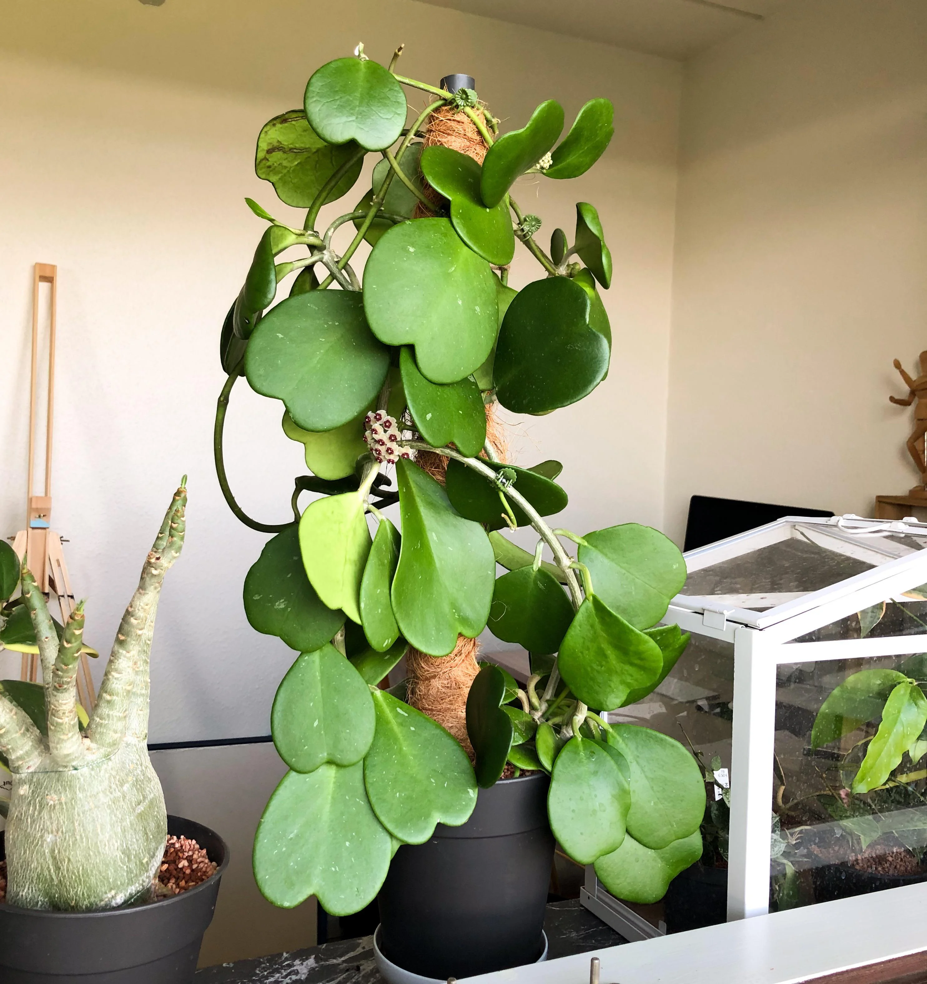 Como cultivar o Cacto-coração (Hoya kerrii) - PlantaSonya - O seu blog  sobre cultivo de plantas e flores