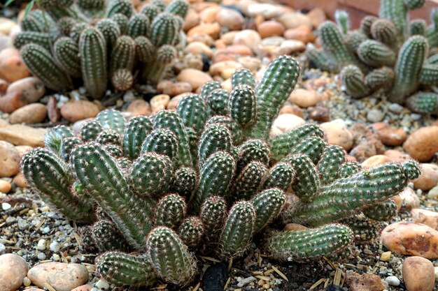 cacto-echinopsis-chamaecereus
