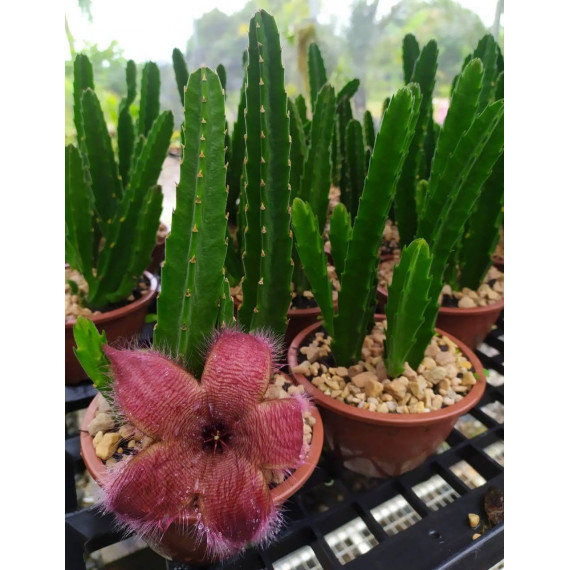 cacto estrela