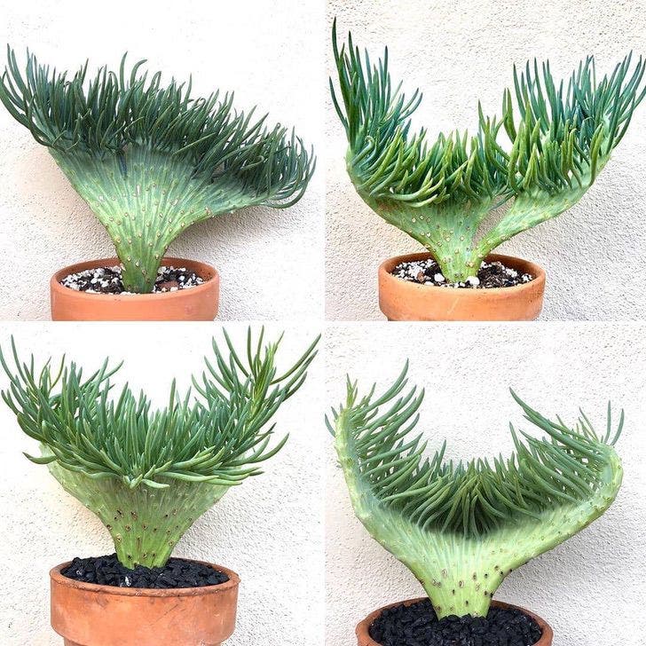 Características do Cacto Cauda-de-sereia (Cleistocactus cristata) -  PlantaSonya - O seu blog sobre cultivo de plantas e flores