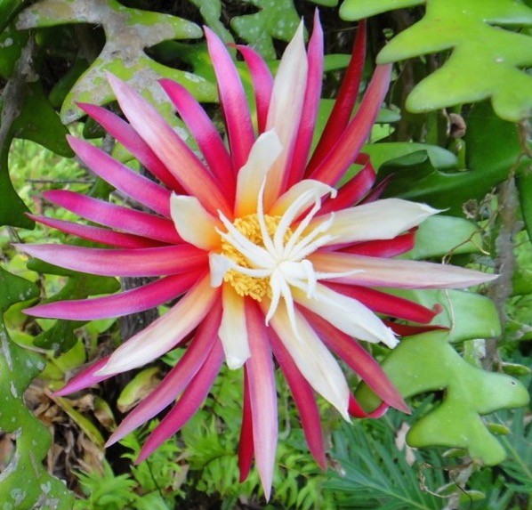 Aprenda a cultivar Cacto Sianinha (Selenicereus anthonyanus) - PlantaSonya  - O seu blog sobre cultivo de plantas e flores