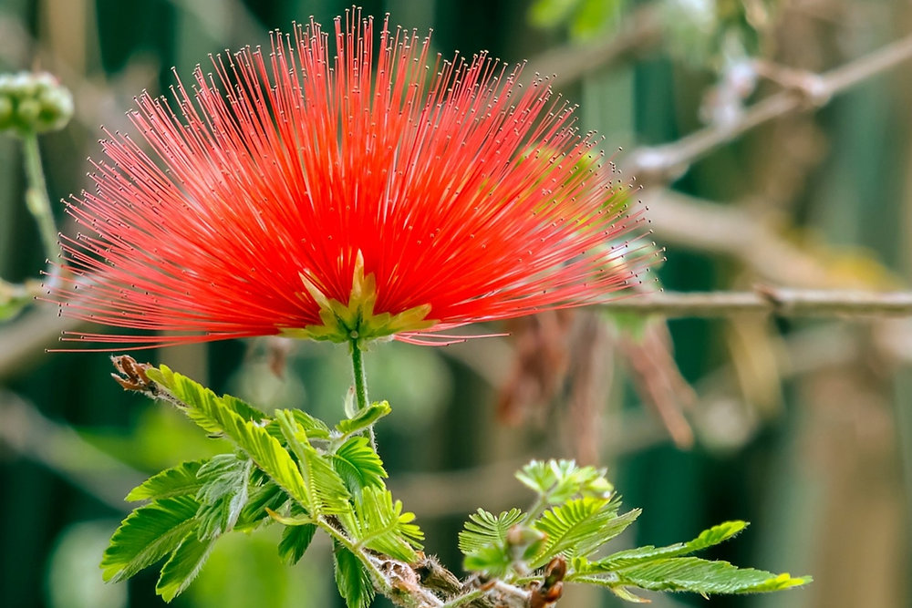 caliandra