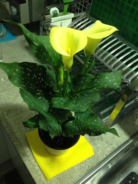 Características e cultivo da Calla colorida (Zantedeschia aethiopica  Spreng) - PlantaSonya - O seu blog sobre cultivo de plantas e flores