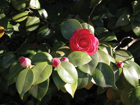 camelia