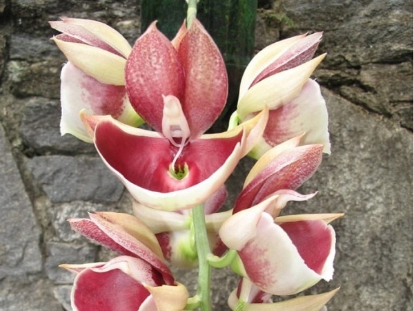 catasetum