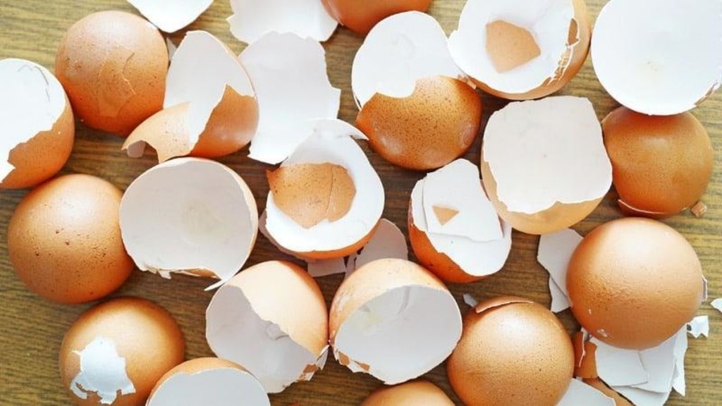 cascas de ovos