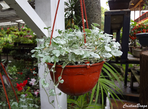dichondra-argentea