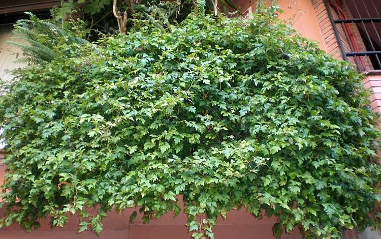 cissus-rhombifolia