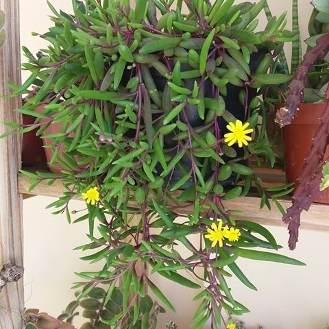 colar-de-rubi colar-de-rubi