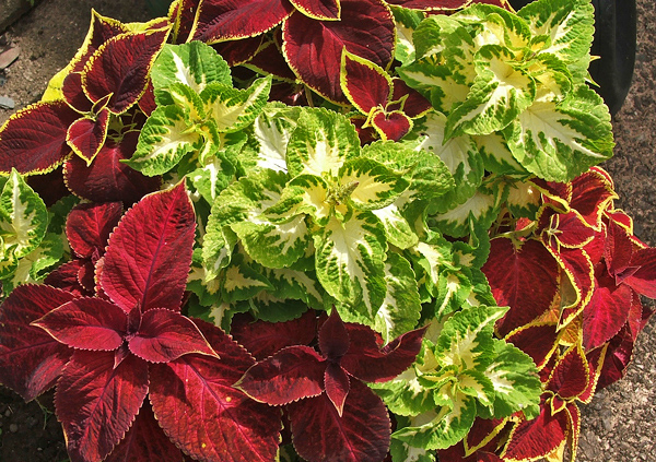 coleus