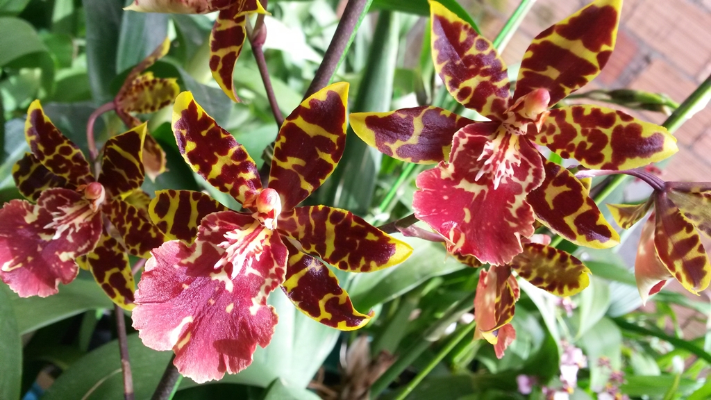Informações básicas sobre a espécie de Orquídea Colmanara (Colmanara  wildcat) - PlantaSonya - O seu blog sobre cultivo de plantas e flores